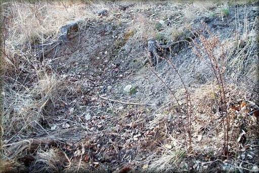 olesna_teren.JPG (85472 bytes)