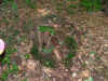 2006_DSCF6055.JPG (97220 bytes)